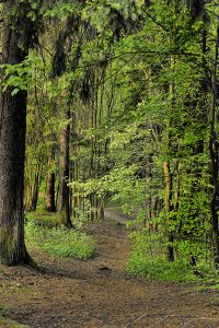 Craggy Gardens Appalachian Hiking Trail Fog Blue Ridge Parkway near Asheville NC in Western North Carolina
